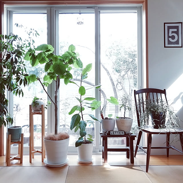 Lounge,初投稿,観葉植物,和室,ウンベラータ,DIY,クワズイモ tirolの部屋