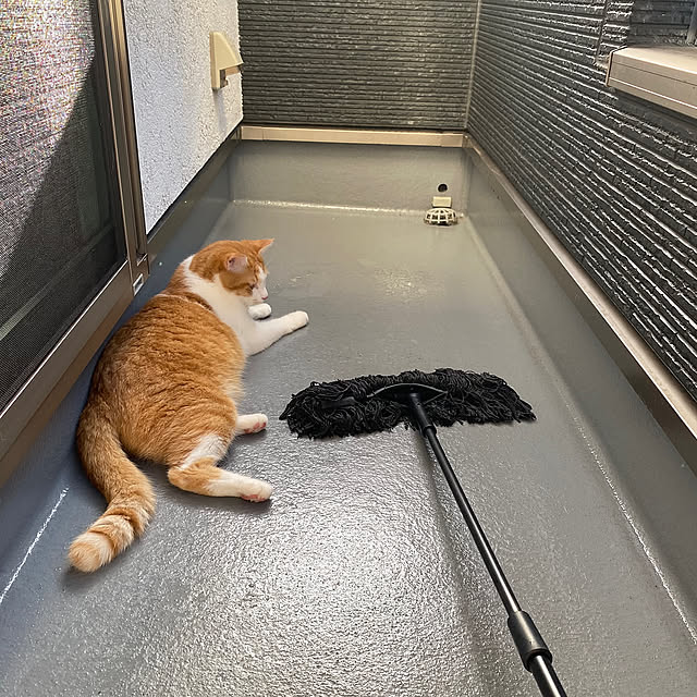 Overview,ベランダ掃除,ダスキンモップ,ダスキン,二階リビング,狭小住宅,木の家,注文住宅,猫バカ,猫と暮らす,無垢の家,ねこと暮らす,猫のいる暮らし,愛おしい,元野良猫,猫さまファースト,猫のことばかり senbei.sakuramochiの部屋