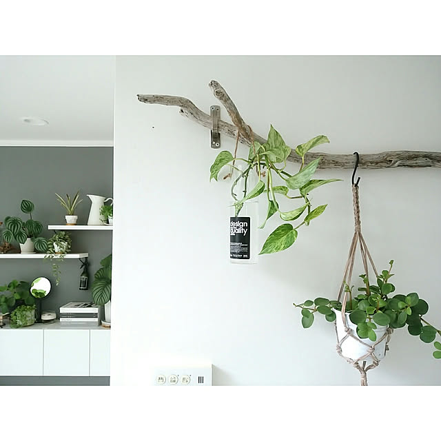 On Walls,DIY,グレー,モノトーンナチュラル,ハンギング,ig→mimt38,観葉植物,キッチン横,ポトス,ペペロミアホープ,流木,たなDIY,アクセントクロス mi-の部屋