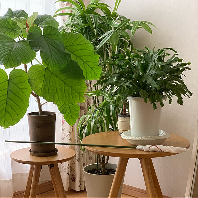 日用品,植物のある暮らし,グリーン,癒し,My Shelf,お掃除道具,お掃除グッズ,松居棒みたいですが kekokekoの部屋