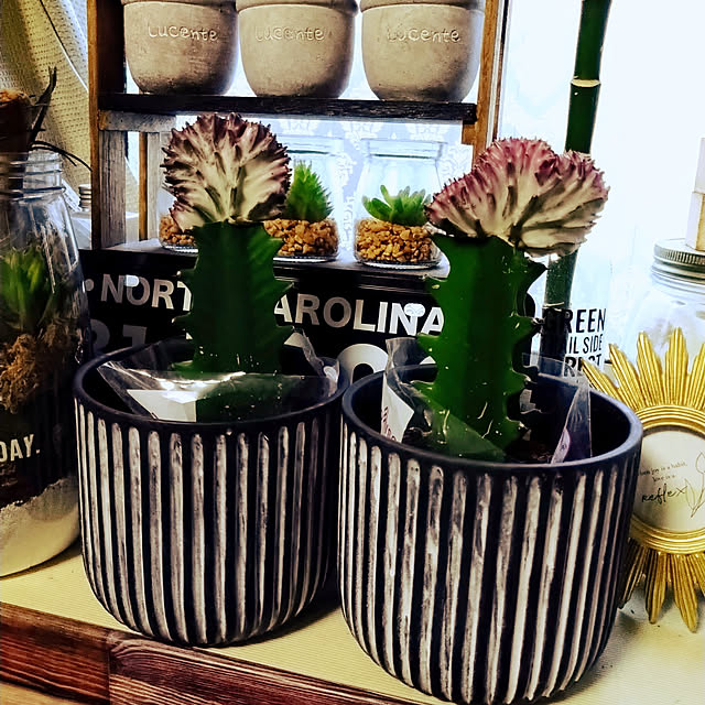Lounge,賃貸インテリア,植物,賃貸,男前,グリーン,雑貨,ごちゃごちゃ,ダイソー様々,マハラジャ,もう増やさないって思ってたけど… 2menmamaの部屋