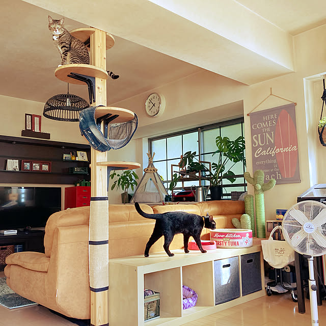 ねこと暮らす,DIY,100均,ハンドメイド,観葉植物,IKEA,Lounge,レザーテックス,ソファ,キャットタワーDIY,お金をかけずに,黒猫,ペットテントDIY suemonta14の部屋