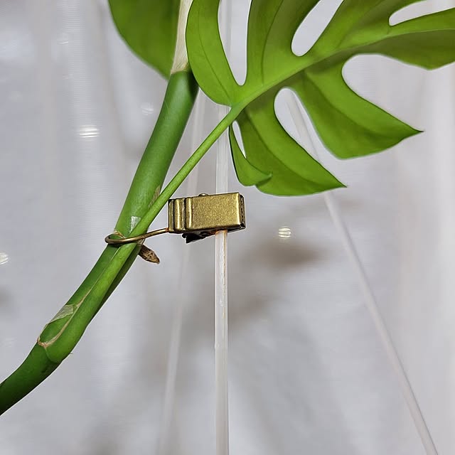 Overview,久しぶりの投稿,100均カーテンクリップ,マンション,DIY,植物大好き♥❤,園芸インストラクター勉強中,観葉植物,10分でできる,4枚投稿,つる性植物,レトロ akiak.3の部屋