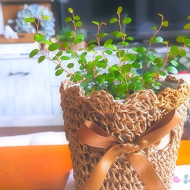 Overview,グリーンのある暮らし,ナチュラルインテリア,ダイソー,観葉植物,THREEPPY,かわいい♡,おしゃれ,ハンドメイド,おうちカフェ,おしゃれで可愛く,プチプラ最高♪,RCの出会いに感謝♡,楽しい時間,みなさんの素敵なインテリアに癒されてます,いいね&フォローありがとうございます☆,100均大好き,雑貨屋さん巡り,おうち時間,おしゃれにしたい‼,レトロな感じが好き,雑貨ちゃん,かわいいもの好き,おしゃれなお部屋に憧れる,お部屋いじり,雑貨屋さん大好き,大好きな物に囲まれた暮らし,お花のある暮らし harumoeの部屋