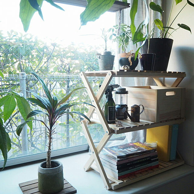My Shelf,観葉植物,ホームセンター,DIY,出窓,カフェ,カフェ風インテリアを目指して,コウモリラン,カポック dontsubakiの部屋