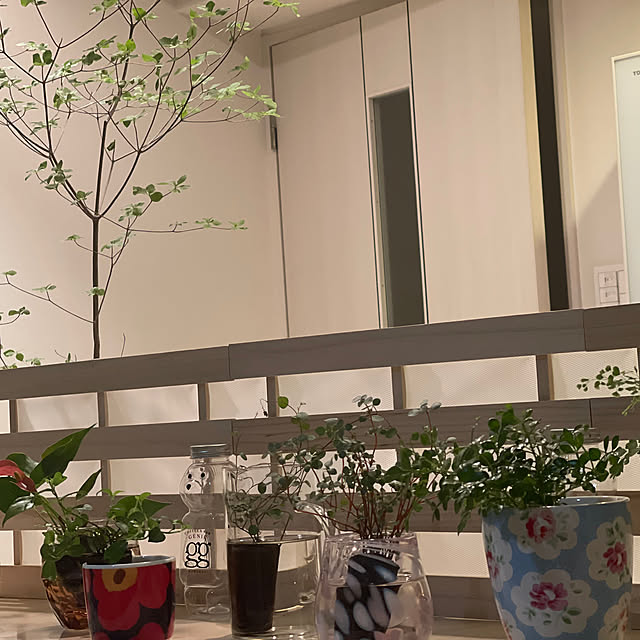 カフェ風,北欧,IKEA,DIY,100均,観葉植物,Lounge mayuko666の部屋