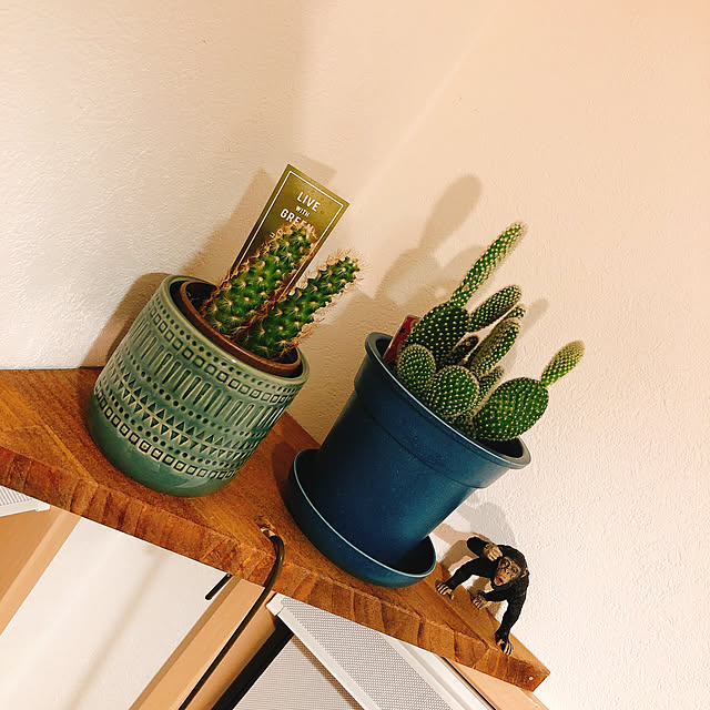 観葉植物 haruの部屋