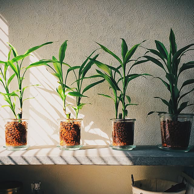 Bedroom,WECK,WECKの蓋,サンデリアーナ,観葉植物,植物,DIY Rennの部屋