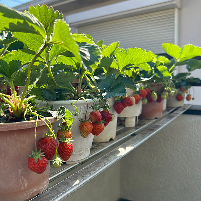 プランター,ベランダ菜園,ベランダガーデニング,Entrance shunrikoの部屋