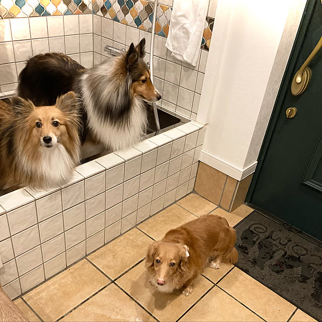 玄関洗い場,足洗い場,ペットシャワー,犬と暮らす家,犬と暮らす,犬,Entrance erumaryの部屋