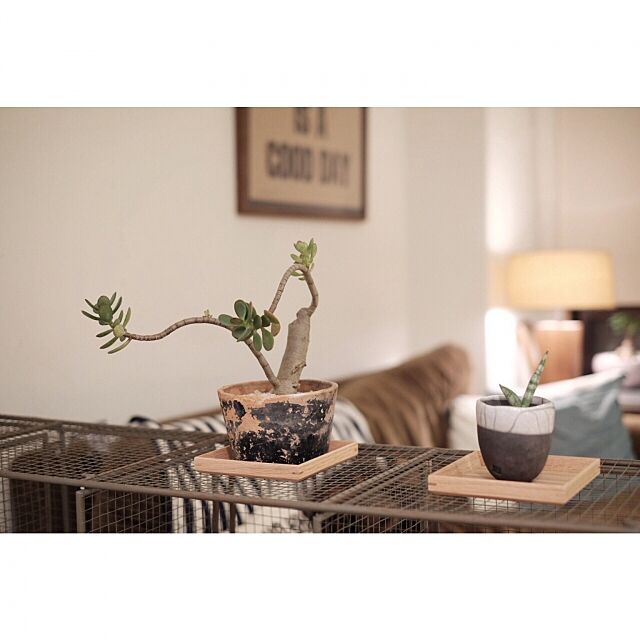 My Shelf,多肉植物,無印のトレイ,メッシュラック,TRUCK,FKソファ,RC広島支部 taka55の部屋