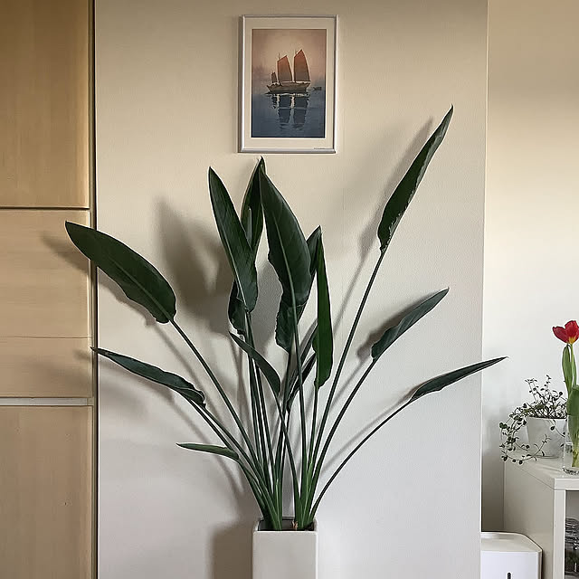 Lounge,観葉植物,ナチュラル,ディノス,ホワイトインテリア LEEの部屋