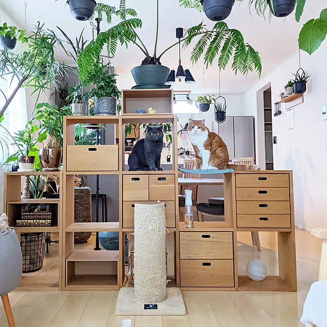 観葉植物のある暮らし,シンプルな暮らし,木製家具,見せる収納,間仕切り,観葉植物,間仕切り収納,スタッキングシェルフ,無印良品,北欧ナチュラルインテリア,ハンギングプランター,キャットタワー,ハンギンググリーン,猫と暮らす,植物棚,北欧インテリア,観葉植物インテリア,ねこのいる日常,爪とぎポール ayamameの部屋