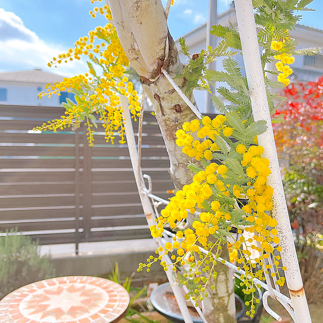 Entrance,お庭のある暮らし,花木,可愛い♡,黄色いポンポン状,春の花,ミモザ eriharuの部屋