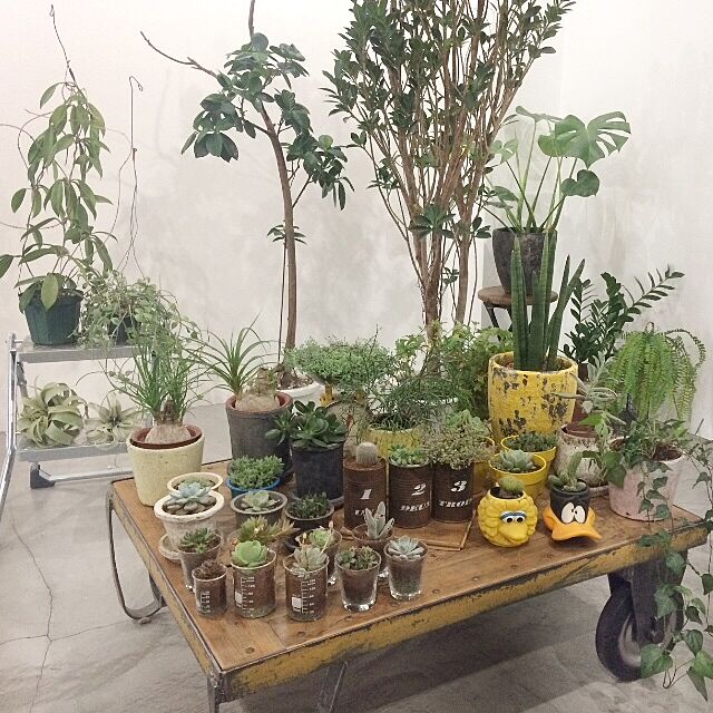 トローリーテーブル,いいね&フォローありがとうございます☆,土間,モルタル,植物,グリーン,My Shelf chairgreenの部屋