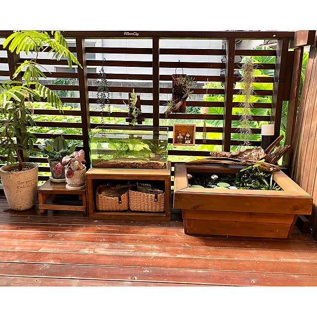 Entrance,鉢台DIY,めだかの水槽,水槽台 DIY,ビオトープ,ウッドデッキDIY,趣味部屋,夏,観葉植物,植物のある暮らし,Greenラブの会,エバーフレッシュ,癒しスペース,ウッドデッキのある暮らし,ひかりのベーション,グリーン kyoko1124koの部屋