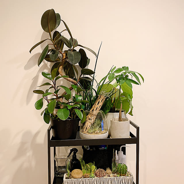 猫のいる暮らし,一人暮らし,1K,モノトーンインテリア,観葉植物,モノトーン雑貨,NO GREEN NO LIFE,IKEA,My Shelf Kurehaの部屋