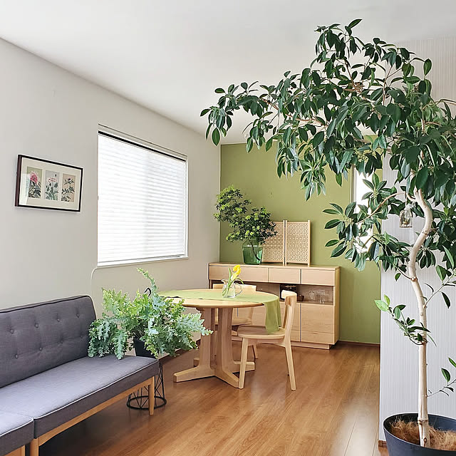 Lounge,シンボルツリー,NO GREEN NO LIFE,植物のある暮らし,がじゅまるーむ,タチカワブラインド,プリーツスクリーン,電動ブラインド,スマートインテリアシェード,花と緑のある暮らし,ナチュラルインテリア,観葉植物,ガジュマル,インドアグリーン moniの部屋