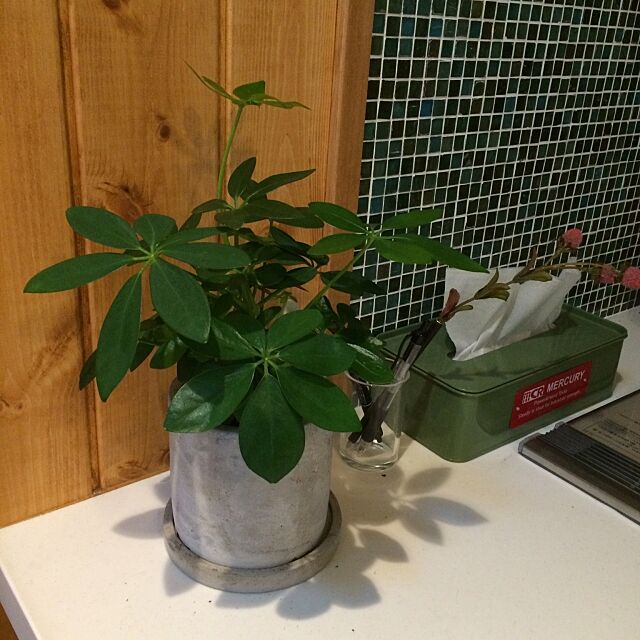 Kitchen,枯らさないように頑張ります,カーマで買った観葉植物,カポック akinokoの部屋