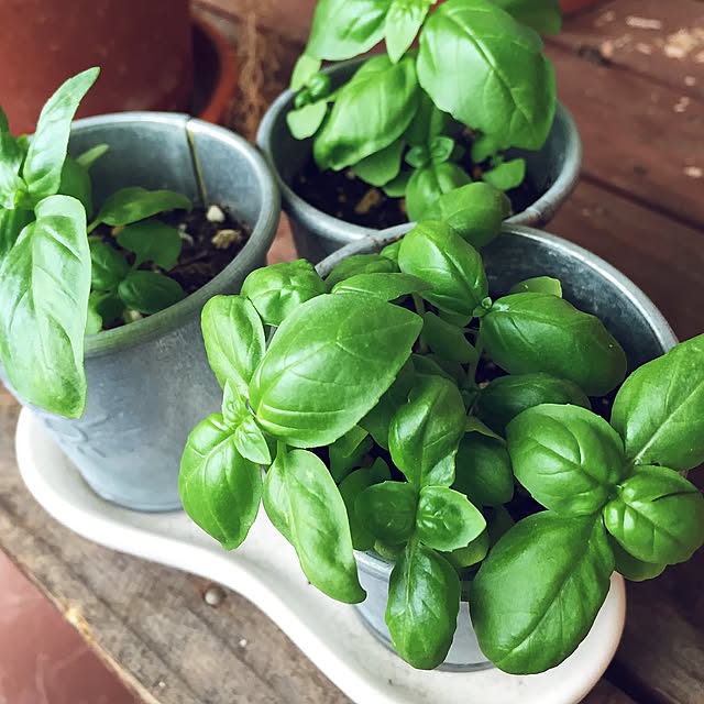 バジル育て中,ハーブ栽培,ベランダガーデン,しゃれとんしゃあ会新入生★,パリの恋人たちのアパルトマン,IKEA okyame-chanの部屋