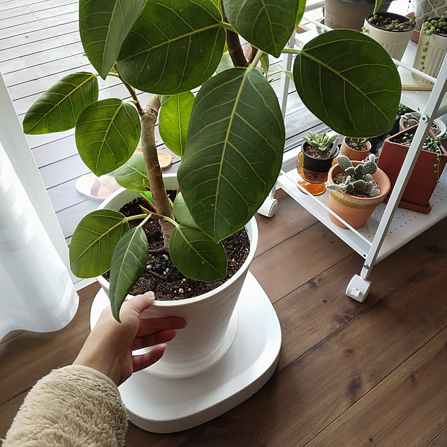 Lounge,狭小住宅,犬と暮らす,平屋,フィカスアルテシマ,植木鉢トレー ponhanaの部屋