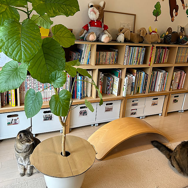 Lounge,段ボールリメイク,プランツテーブル風,プランツテーブルDIY,プランツテーブル,猫とグリーン,鉢植えと猫,猫対策,グリーンのある暮らし,ウンベラータ,猫,ねこ,保護猫,ムーンちゃん mikomaruの部屋