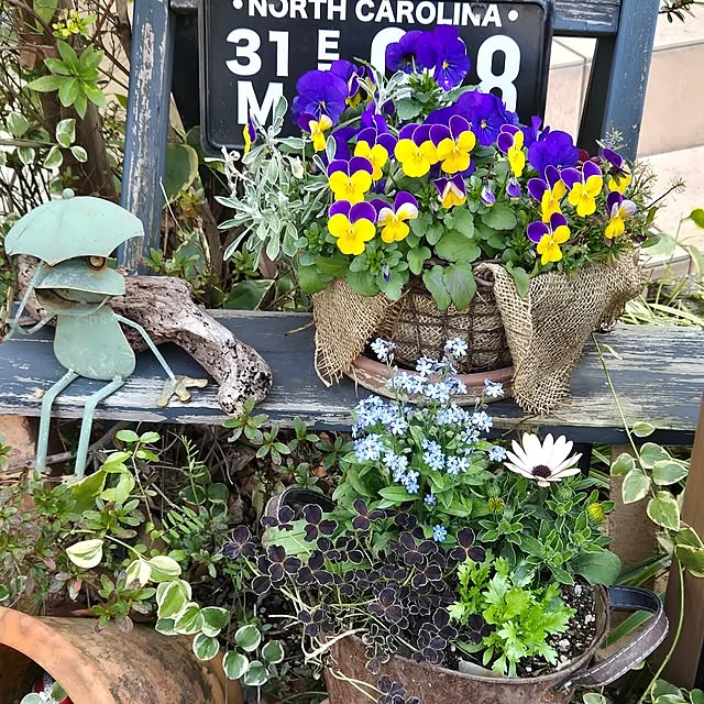 Entrance,花のある暮らし,花,庭,ガーデニング,春の寄せ植え,春,ビオラ,お花がある暮らし,３月の庭,３月の花,クローバー,カエルの置物,忘れな草,クリソセファラム min_nimの部屋