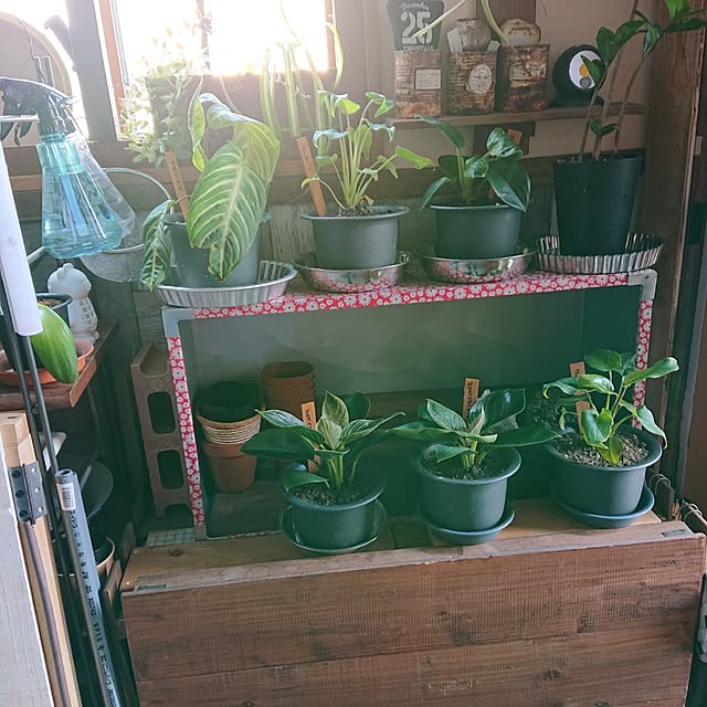 My Shelf,ダイソー♡,グリーン×雑貨,リメイク,DIY,観葉植物,古道具,ふるいもの,(*n´ω`n*),さびさび大好き(≧∇≦*),壁紙シート tikuwaの部屋