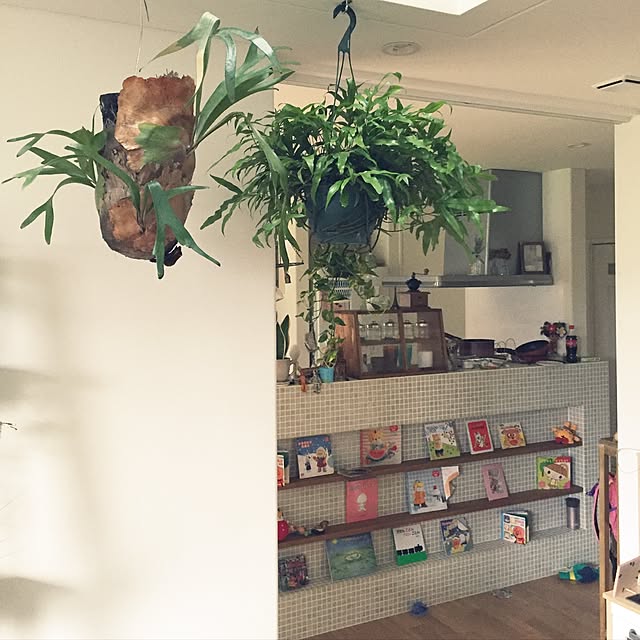 Lounge,コーヒーミル,シダ植物,観葉植物,コウモリラン,DIY,100均,雑貨 juncobsの部屋