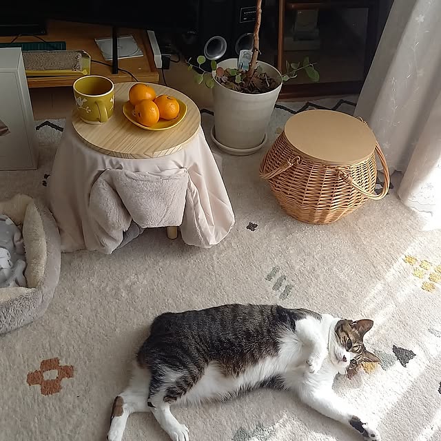 My Desk,この秋、買ってよかったもの,フォロー&いいね ありがとうございます♡,ねこと暮らす,スリコの猫こたつ,イケヒコ ラグ civicglの部屋