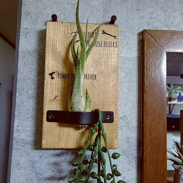 On Walls,1×4材,セリア,エアプランツ,ブライワックス・ジャコビアン kumiの部屋