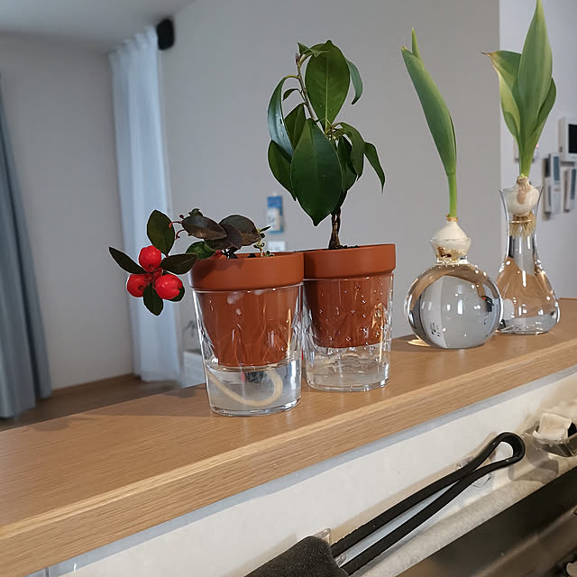 Kitchen,10分でできる,キッチンカウンター,植木鉢リメイク,100均,ガジュマル,ゴーチェリア ビッグベリー,自動給水鉢 midomiの部屋