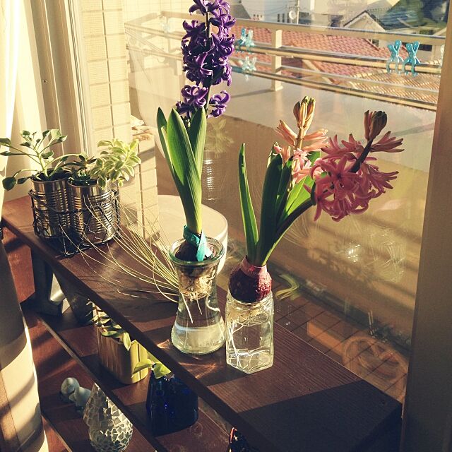 Lounge,植物,WECK♡,DIY pozminの部屋