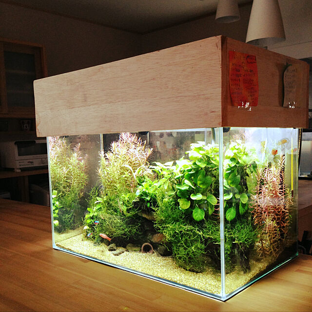 熱帯魚,アクアリウム,水草水槽,水草レイアウト,My Shelf hiroomの部屋