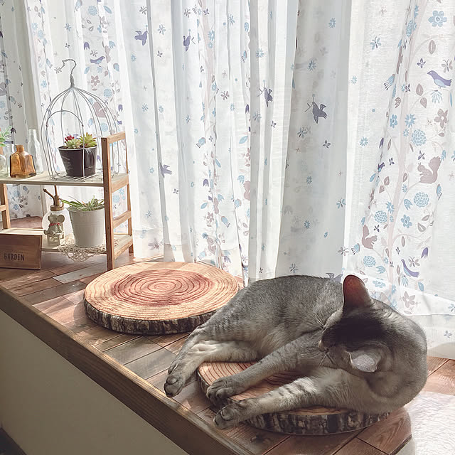 Bedroom,切り株からはみ出る猫,ニャンテリア,プレ企画するかな♪,いつもいいねありがとうございます♡,RCの出会いに感謝♡,鳥かご,ワイヤークラフト,リメイクシート,レースカーテン,出窓,ニトリ切り株スツール,ねこと暮らす。,ペット周り,暮らしの一コマ kotoriの部屋