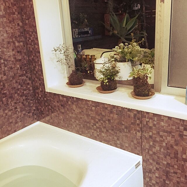 Bathroom,苔玉,コケ玉,関西好きやねん会,観葉植物,バスタブ,お風呂,ガーデニング Eijiの部屋