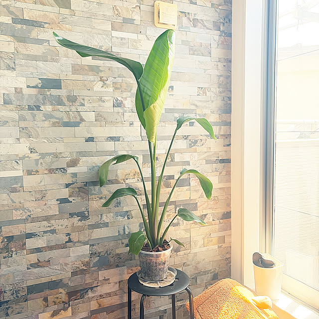 Lounge,ストレリチアオーガスタ,プチプラ,暮らしの投稿,お気に入り,愛用品,海外風インテリア,お気に入りアイテム,ホテルライク,いつもありがとうございます♡,ペットと暮らす家,グリーンのある暮らし,モノトーンインテリア,窓辺のインテリア,吹き抜けのある家,植物のある暮らし,ペットと暮らすインテリア,大理石調の床,ペットと暮らす,観葉植物のある暮らし,ペットのいる暮らし MOMOMAMAの部屋