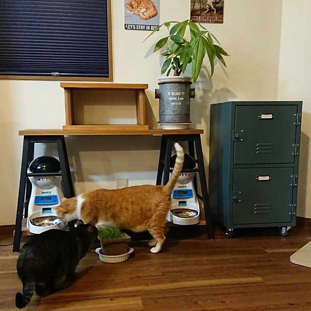 My Shelf,猫と暮らす,一人暮らし,ねこのいる日常,はるくん月命日 taka-kiの部屋
