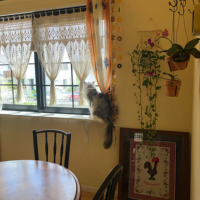 ポトス エンジョイ,漆喰壁,窓辺のキャットウォーク,キャットウォークDIY,ペットと暮らすインテリア,胡蝶蘭,平屋,ダイニング,マクラメカーテン,スペイン漆喰,沖縄,チチカカのカーテン,On Walls syungikuの部屋