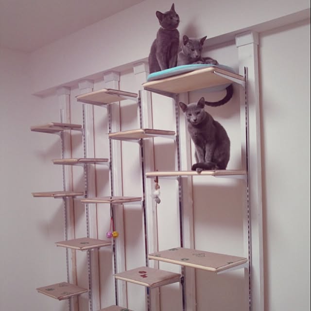 My Shelf,ねこインテリア,ねこバカ部,ねこのいる風景,ねこと共同生活。,ねこ,ロシアンブルー,ねこのいえ,ねこと暮らす,ねこバカ,ねこが好き,ねこと暮らす。,ねこ大好きです,ねこのいる日常,ねこばかりですいません,ねこ好きさん集まれ,猫用ですが…,キャットタワー,ディアウォール DIY,キャットウォークDIY roshi3の部屋