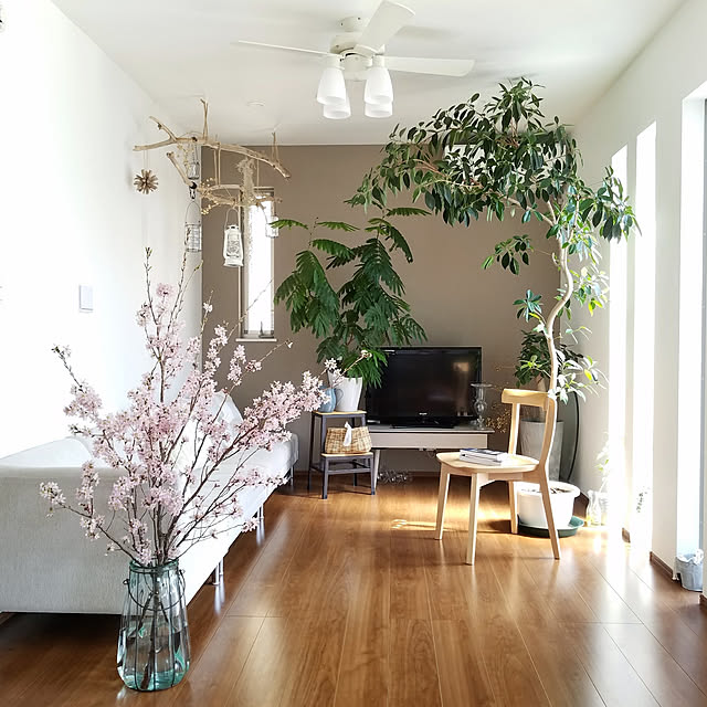 Lounge,観葉植物,ナチュラル,ハンギング,植物,旭川家具,インドアグリーン,NO GREEN NO LIFE,花のある暮らし,季節を愉しむ,さくら,エバーフレッシュ,ガジュマル,グレージュ,セルフペイント,DIY moniの部屋