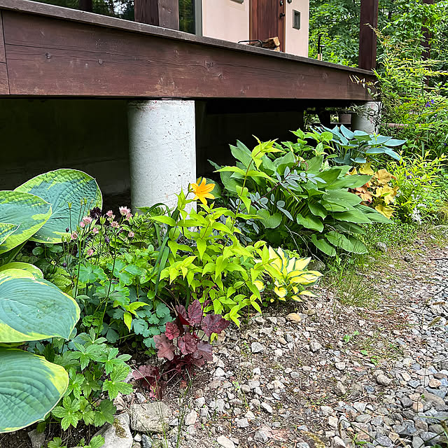 テラス下,葉っぱ好き,心地よく暮らす工夫,hygge,季節を楽しむ,心地よい暮らし,癒し,半日陰,カラーリーフ,ホスタ,Overview,早朝庭パト,庭,ナチュラルガーデン,ヘンリーヅタ,アナベル,ムラサキツユクサ Kikko.の部屋