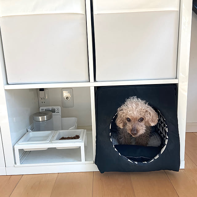 Lounge,ペットベッド,モノトーンインテリア,カラックス ドローナ,IKEA ルールヴィグ,towerペットフードボウルスタンド,カラックス,tower,ペットグッズ,トイプードル,三井ホーム,IKEA,ホワイトインテリア kobami_styleの部屋
