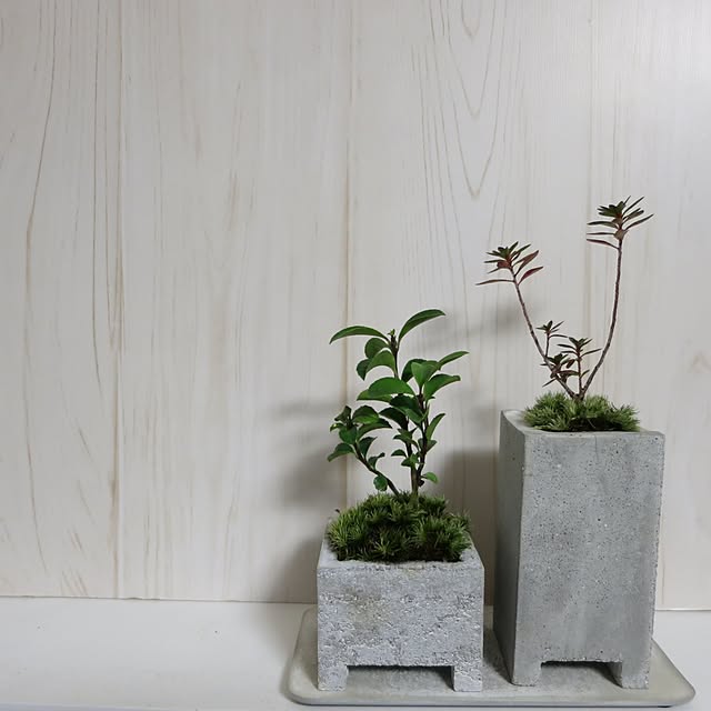 多肉植物,ミニ盆栽,セメント鉢　DIY,On Walls,壁/天井ではありません,インテリア,苔,ベランダ,ガーデニング,NO GREEN NO LIFE nan_tocoの部屋