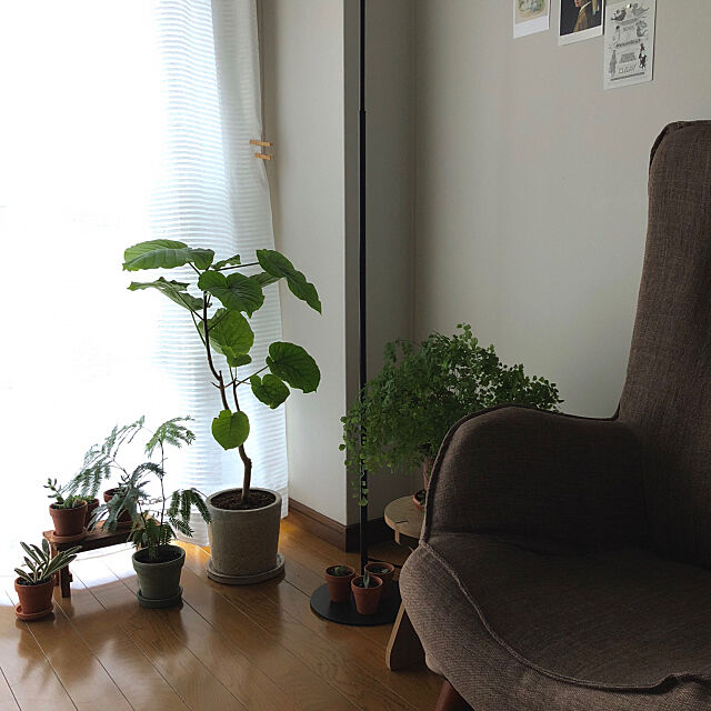 窓辺のグリーン,植物のある暮らし,ソファ,一人暮らし,1R,観葉植物,Lounge yagiの部屋