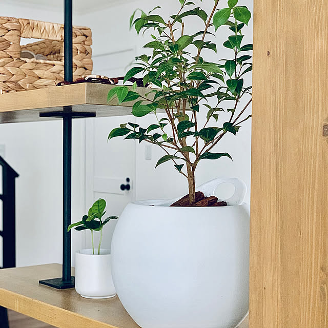 飾り棚,造作,コーヒーの木,シナモンマートル,大黒柱,観葉植物,アイアン,ニトリ かご,My Shelf,インテリアグリーン,無印良品,無印 観葉植物 seriの部屋