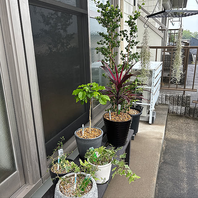 Entrance,観葉植物のある暮らし,お気に入り,シンプル,シンプルライフ,ミニマリスト,丁寧な暮らし,植物のある暮らし,シンプリスト,すっきり暮らす,片付けやすい,おうち時間,余白のある暮らし,心地よい暮らし,ミニマルライフ,持ちすぎない暮らし joker27の部屋