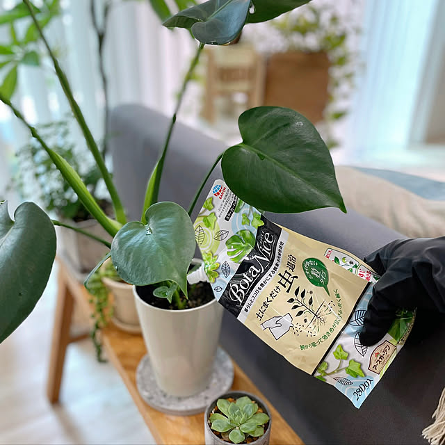 BotaNice,虫対策,植物のある暮らし,多肉植物,観葉植物,モンステラ,シンプルインテリア,土にまくだけ虫退治,グリーンのある暮らし,無垢材ベンチ,無印良品　ベンチ,モニター投稿,無印良品,My Shelf Miiの部屋
