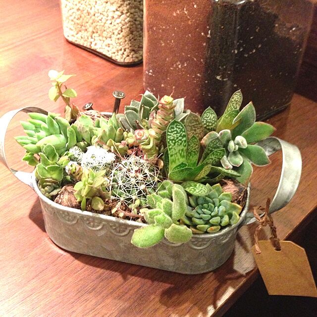 My Desk,植物,多肉植物,セリア,ハンドメイド,ブリキ mikissingの部屋