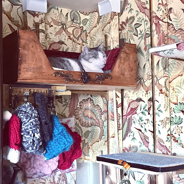 My Shelf,帽子ストレージ,カルトナージュ,ワイン木箱の猫ベッド,キャットタワーDIY,NO CAT,NO LIFE❤️,ねことここちよく暮らす,ニット帽猫用,猫,ハル6歳オス emmyyの部屋